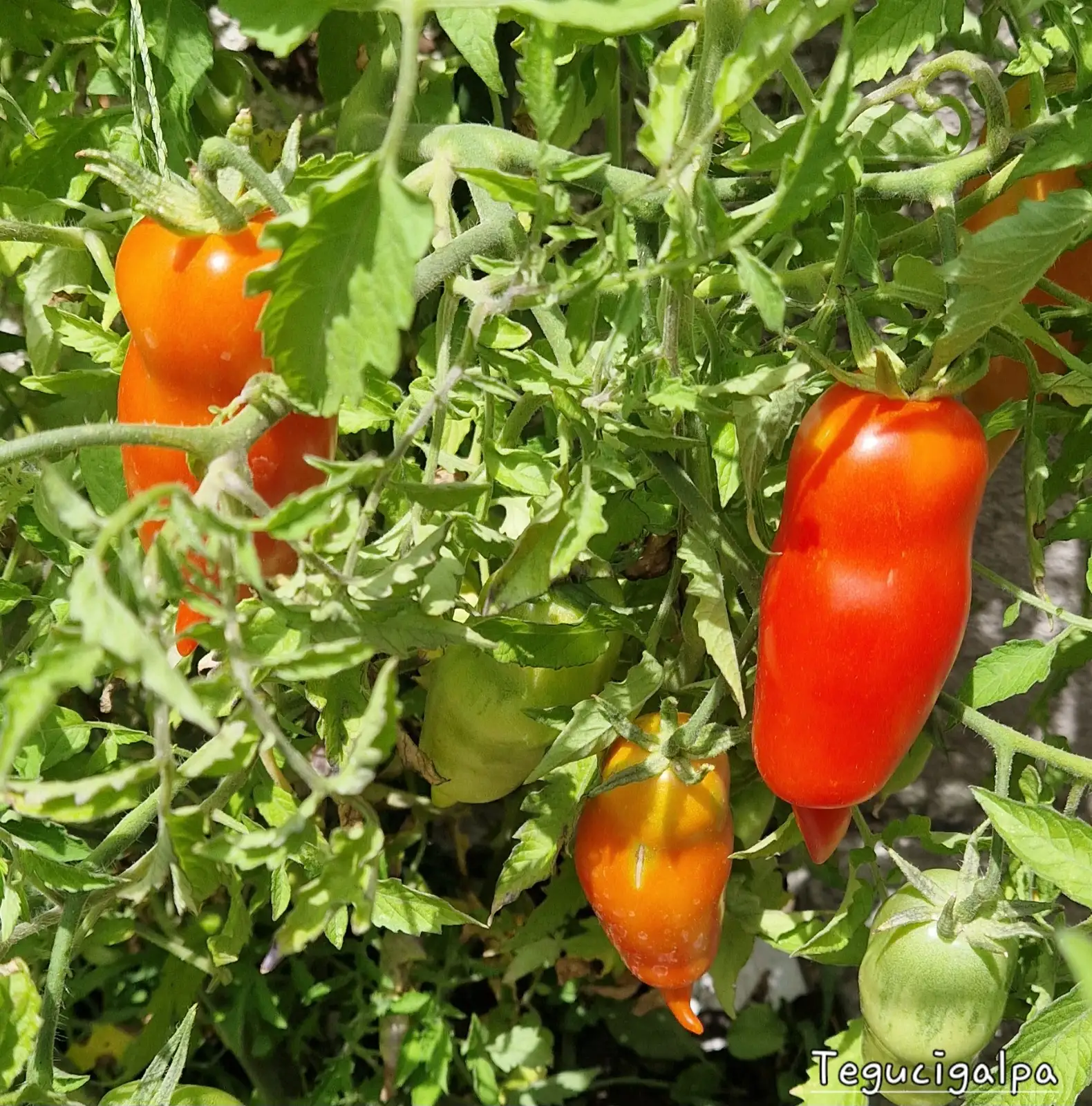 Tomaten: Teguigalpa