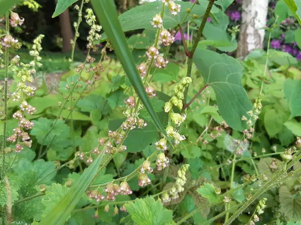 Stauden / Gehölz: Tellima grandiflora 