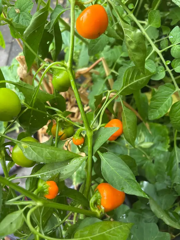 Paprika: Tema