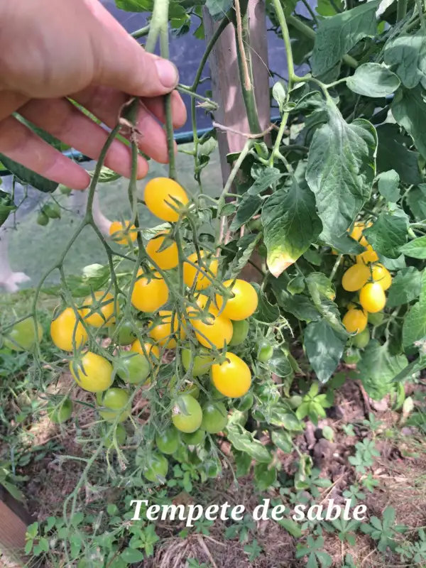 Tomaten: Tempete de sable