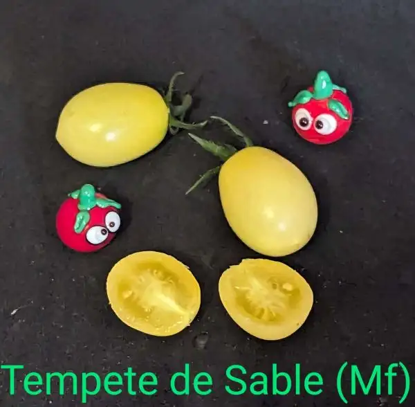 Tomaten: Tempete de Sable Multiflora