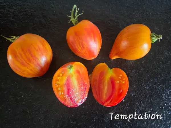 Tomaten: Temptation