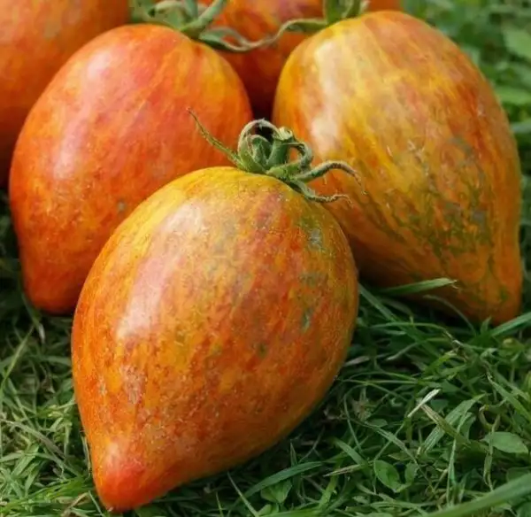 Tomaten: Temptation