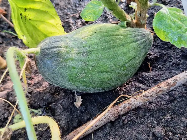 Melonen: Tendral negro tardio
