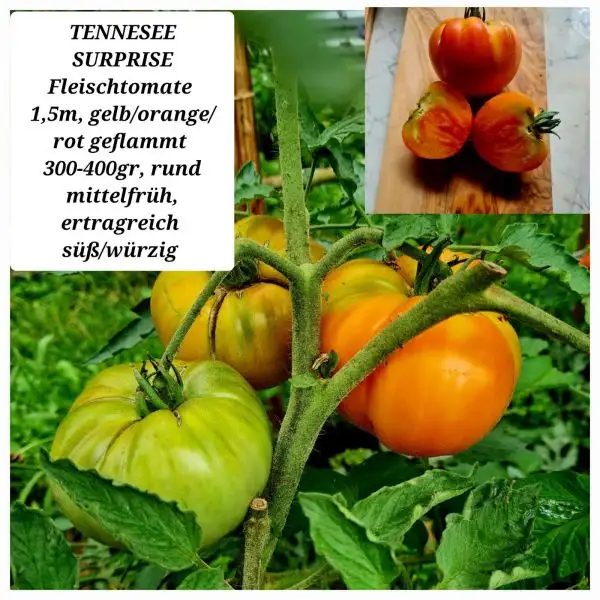 Tomaten: TENNESEE SURPRISE