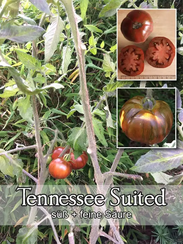 Tomaten: Tennessee Suited