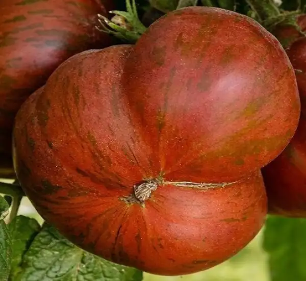 Tomaten: Tennessee Suited