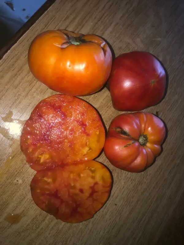 Tomaten: Tennessee Surprise