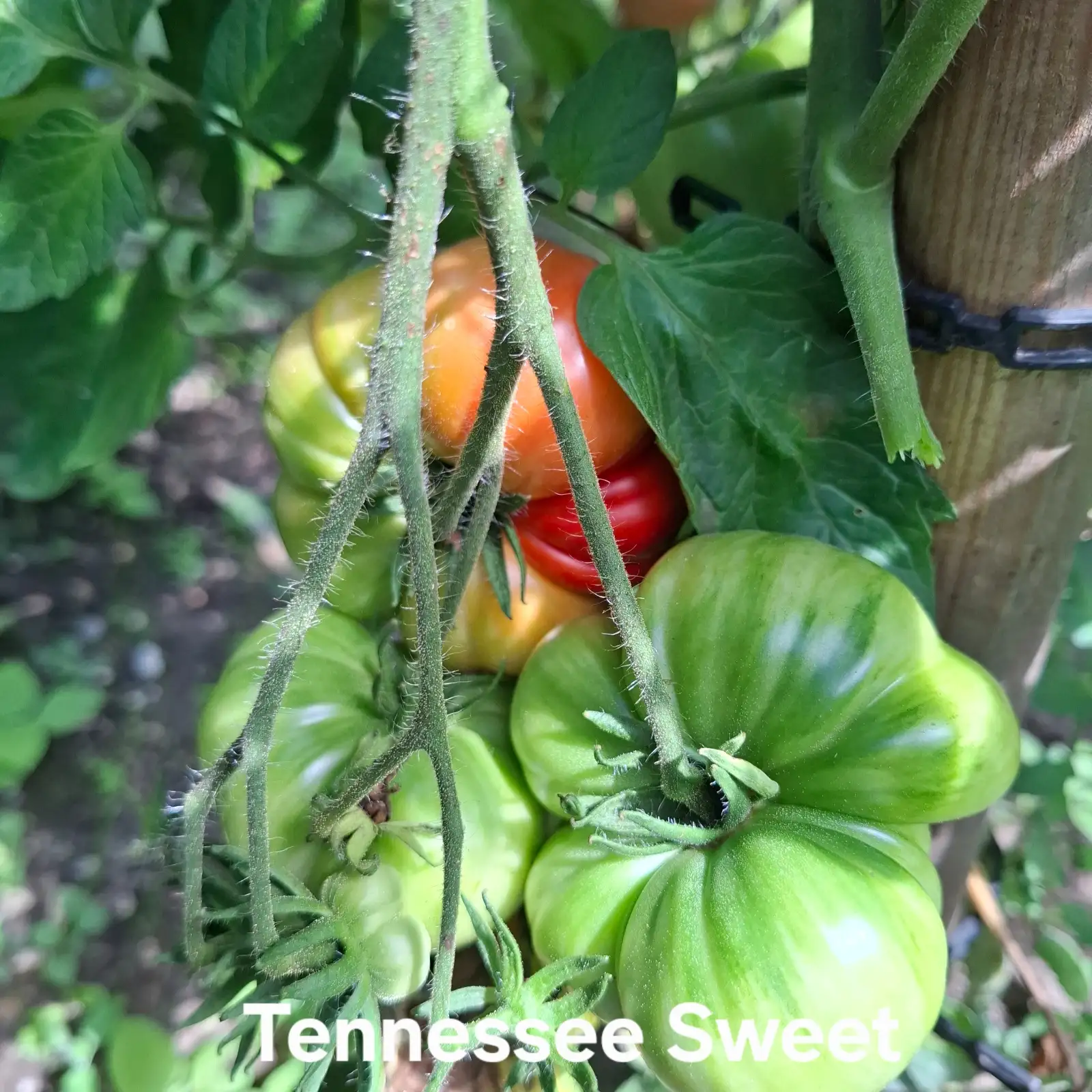 Tomaten: Tennessee Sweet
