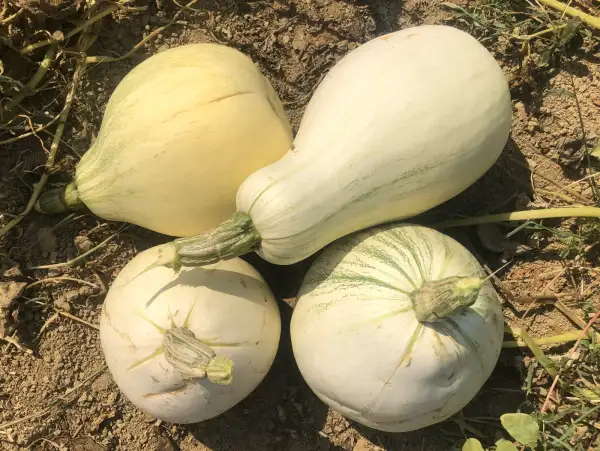 Kürbisse: Tennessee Sweet Potato