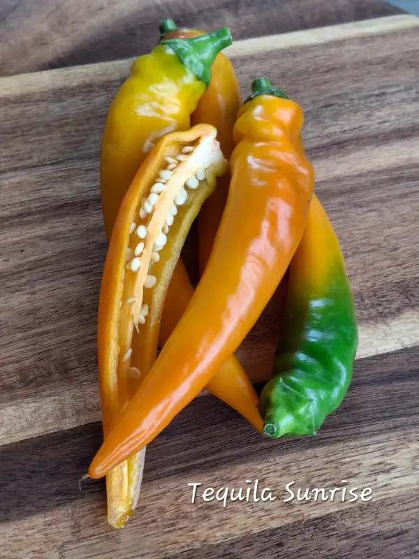 Chili / Paprika: Tequila Sunrise