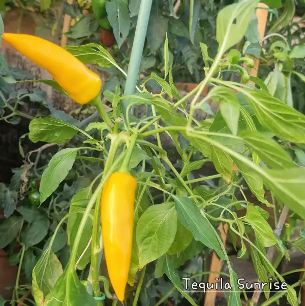 Chili / Paprika: Tequila Sunrise