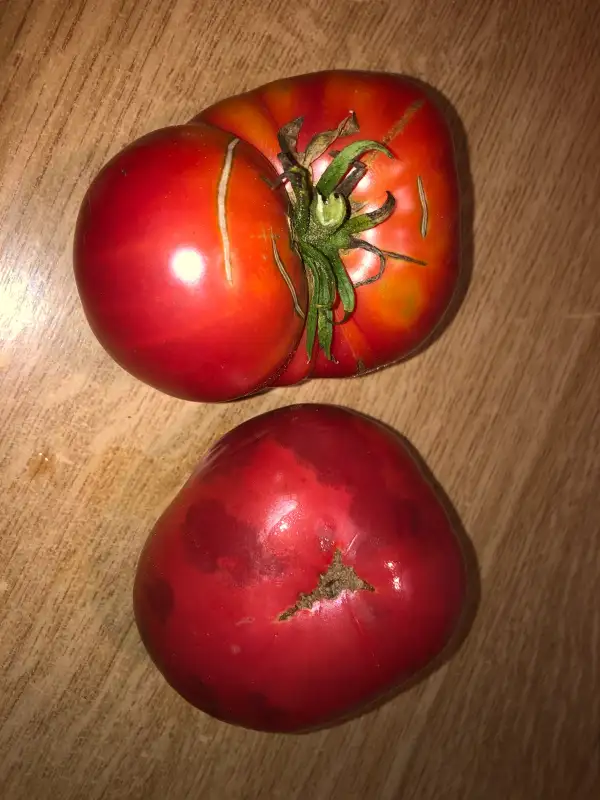 Tomaten: Terhune