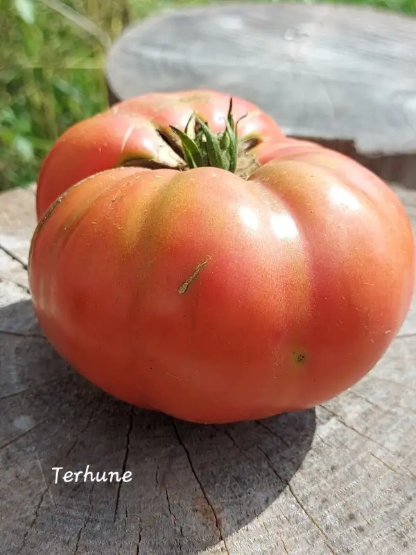 Tomaten: Terhune