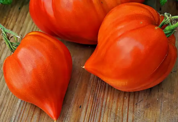 Tomaten: Teton de Venus - Venusbrust