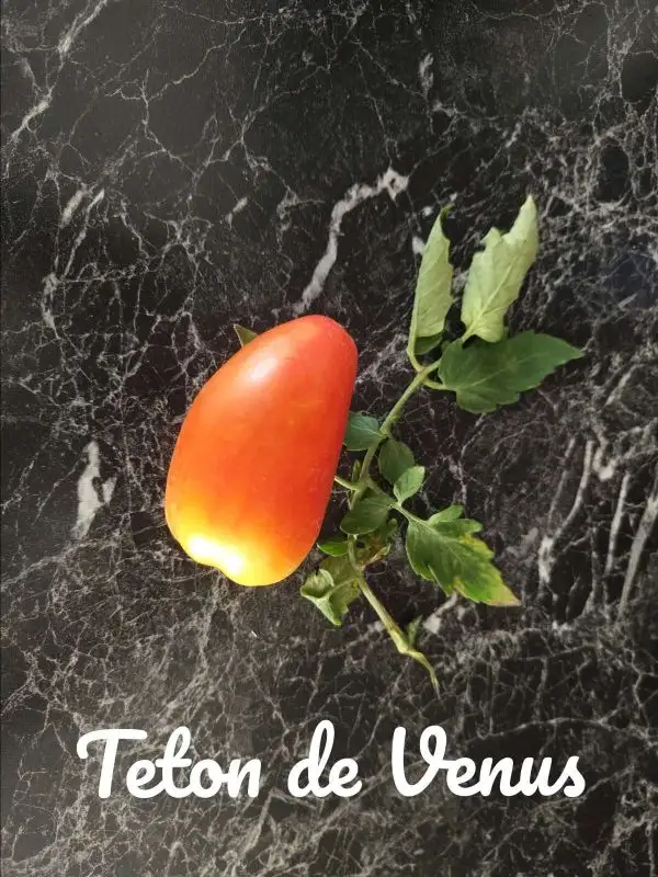 Tomaten: Teton de Venus