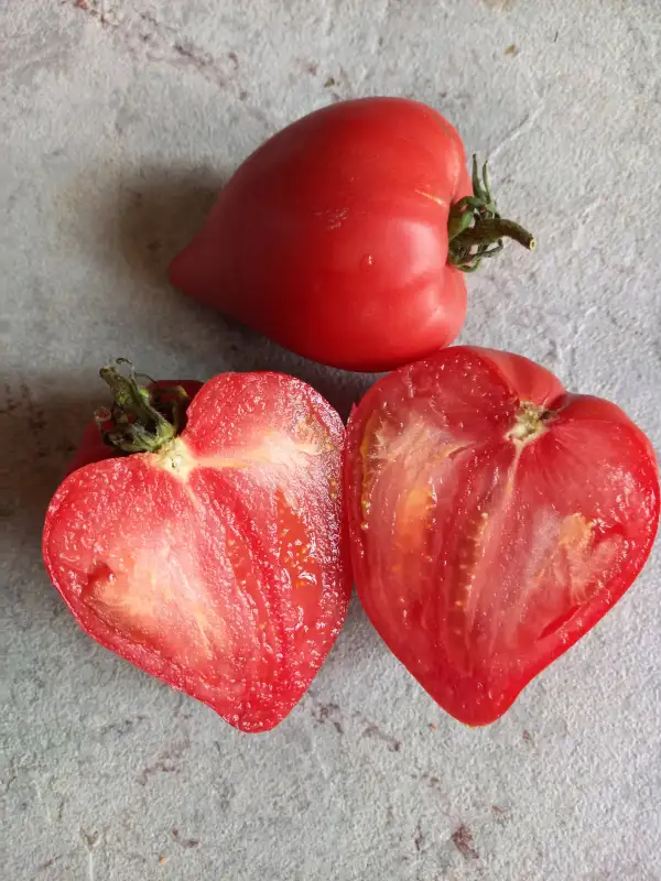 Tomaten: Teton de Venus, Venusbrüstchen