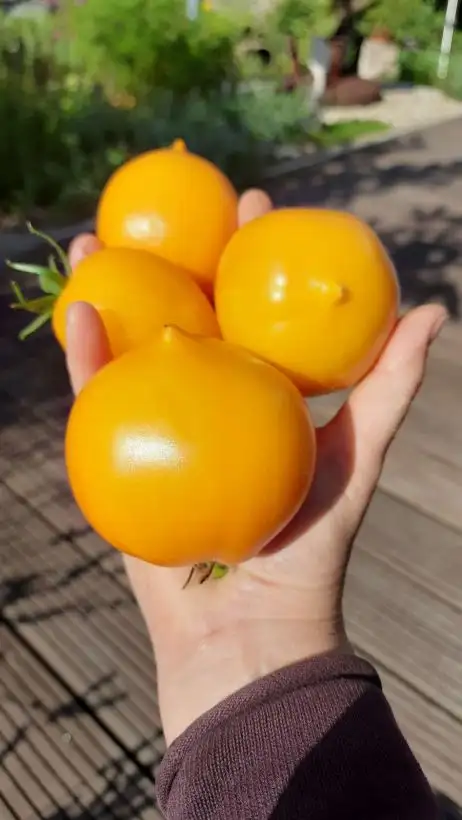 Tomaten: Teton de Wepion