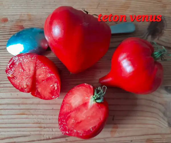 Tomaten: Teton Venus