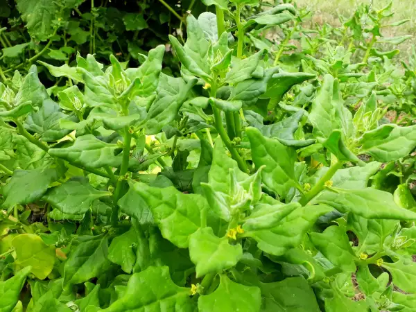 andere Gemüse: Tetragonia tetragonioides - Neusee- länder Spinat - NewZealand-spinach