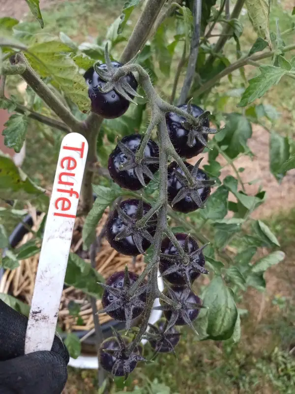 Tomaten: Teufel,