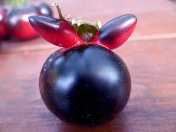 Tomaten: Teufel