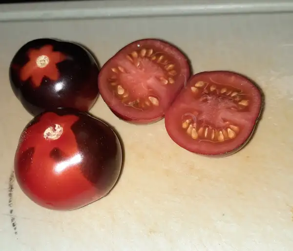 Tomaten: Teufel Tom