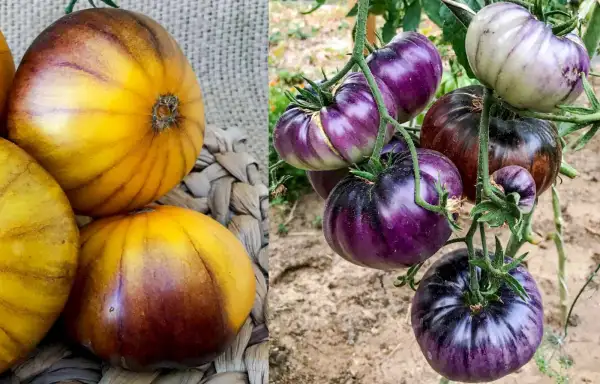 Tomaten: Teufelskuckuck