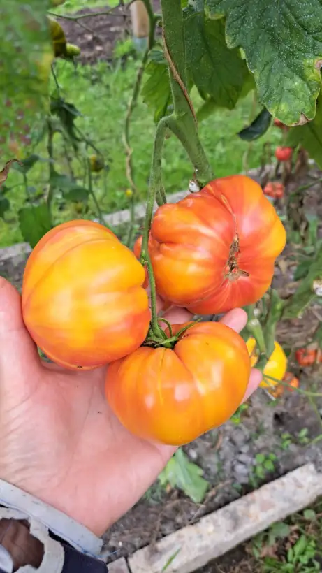 Tomaten: Texas Stern