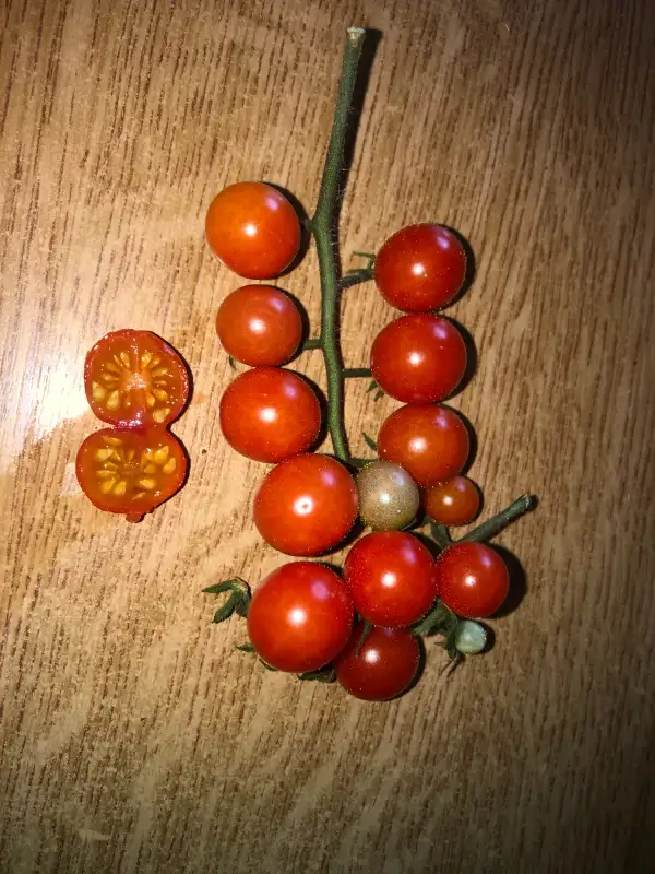 Tomaten: Texas Wild