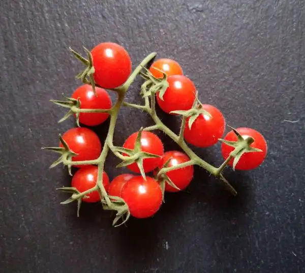 Tomaten: Texas Wild Cherry