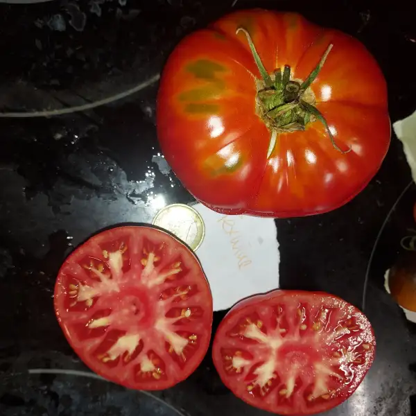 Tomaten: Texwine