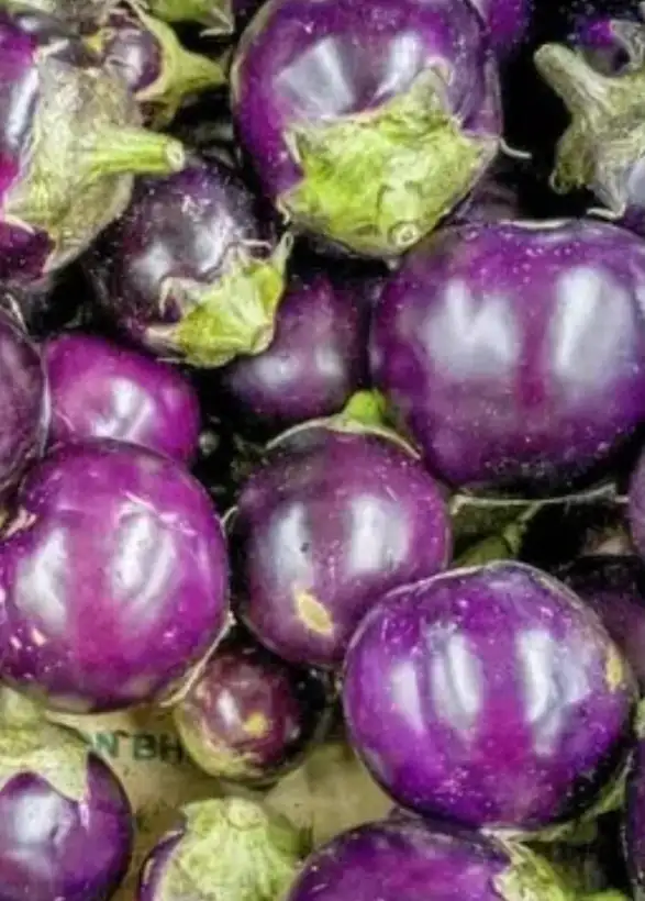 Auberginen: Thai-Aubergine "Mini Purple"