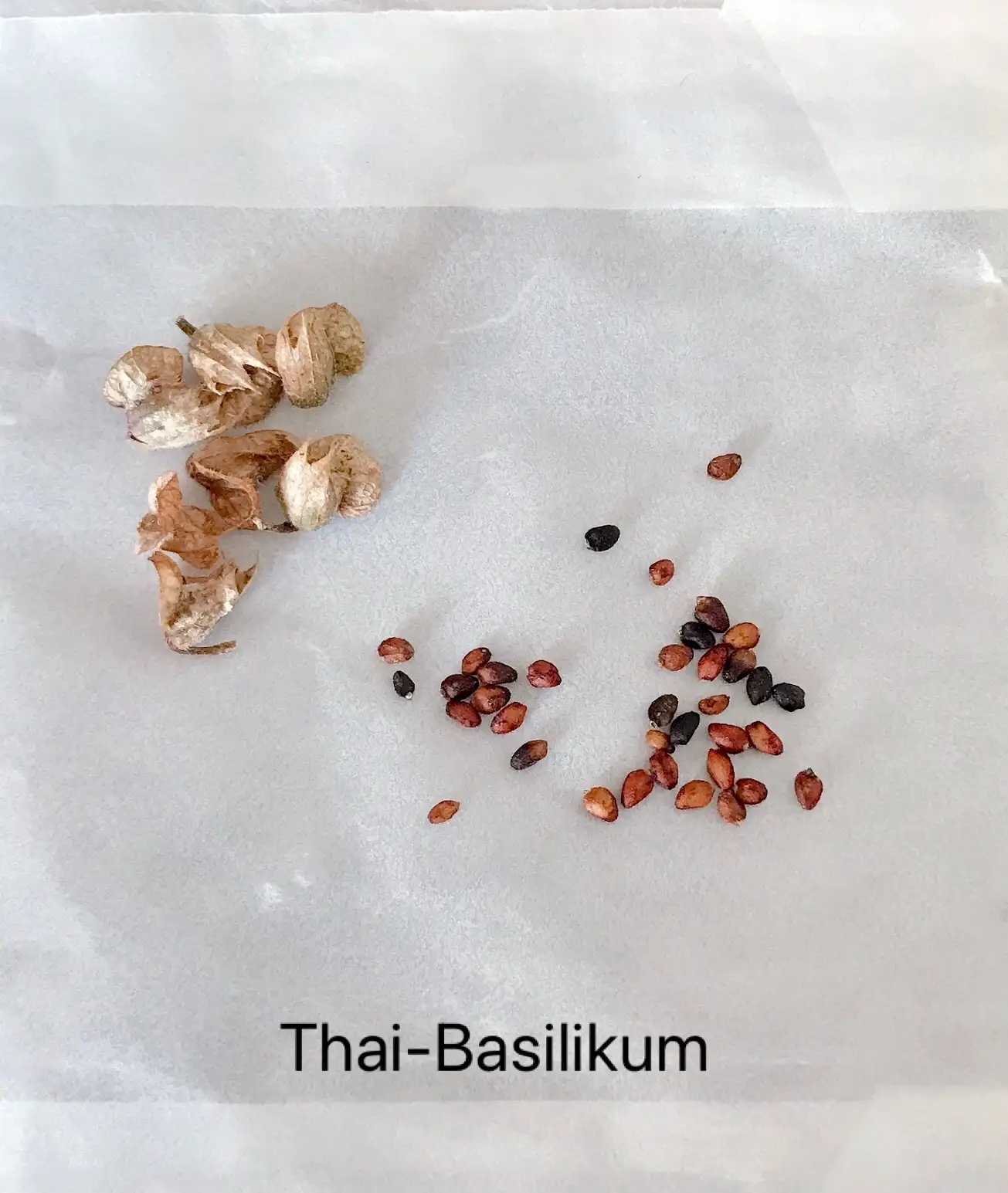 Kräuter: Thai-Basilikum