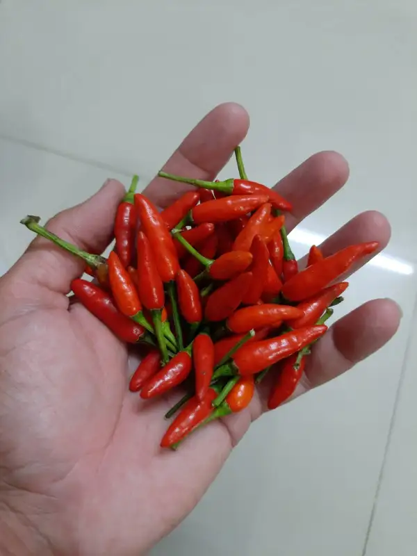 Chili / Paprika: Thai bird