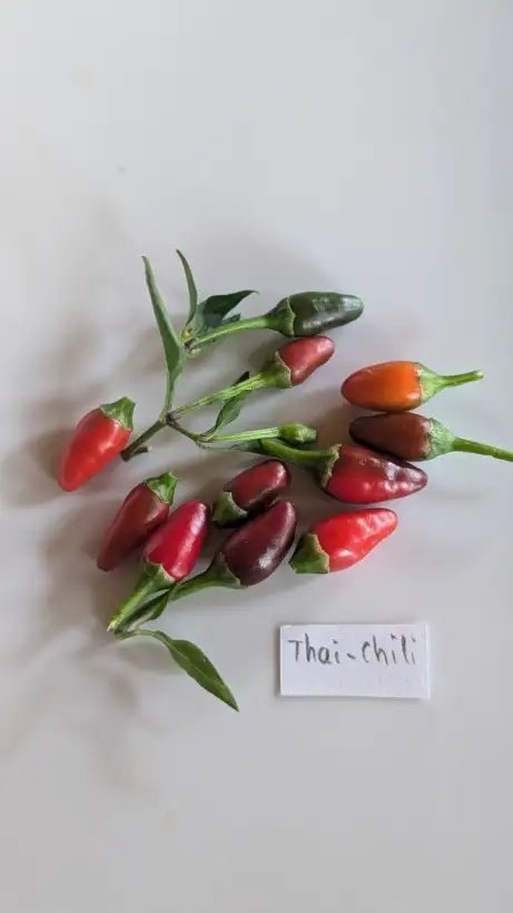 Chili / Paprika: Thai-Chili