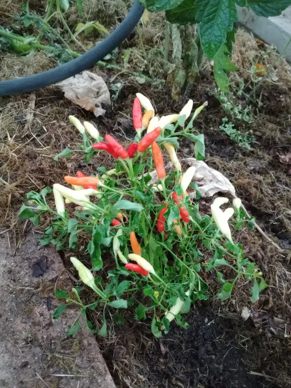 Chili: Thai Chili