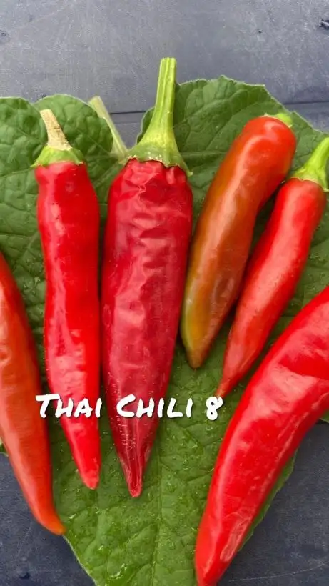 Chili / Paprika: Thai Chili