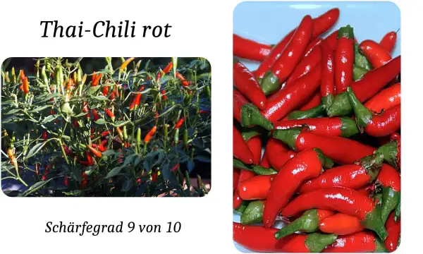 Chili / Paprika: Thai-Chili rot