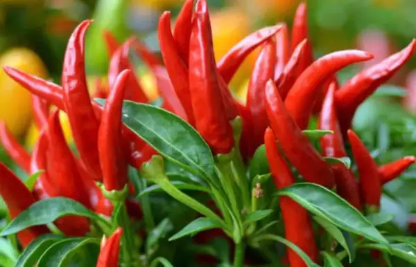 Chili: Thai Dragon