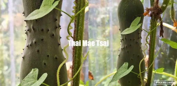 Gurken: Thai Mae Tsai