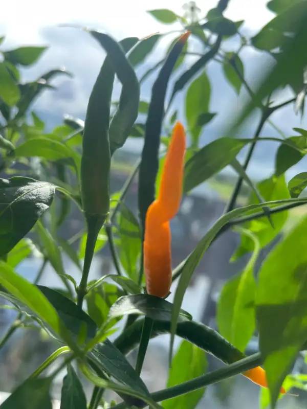 Chili / Paprika: Thai Orange Hot