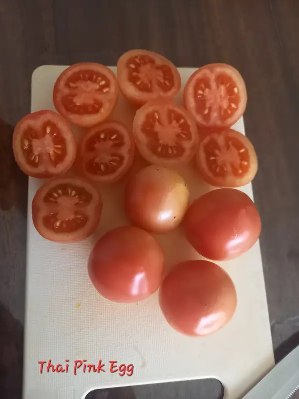 Tomaten: Thai Pink Egg