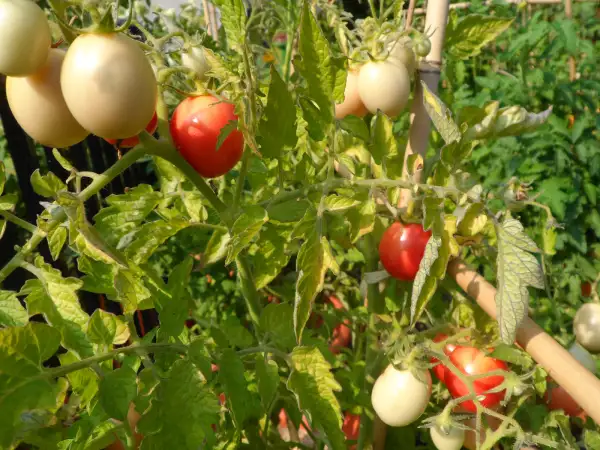 Tomaten: Thai Pink Egg ( Kat# 2143 )
