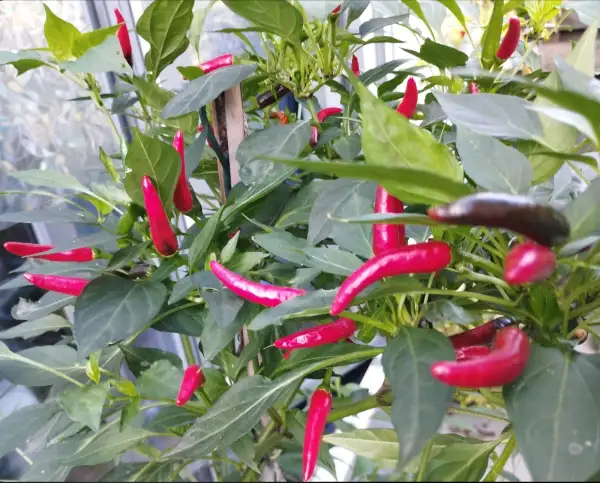 Chili / Paprika: Thai Rawit