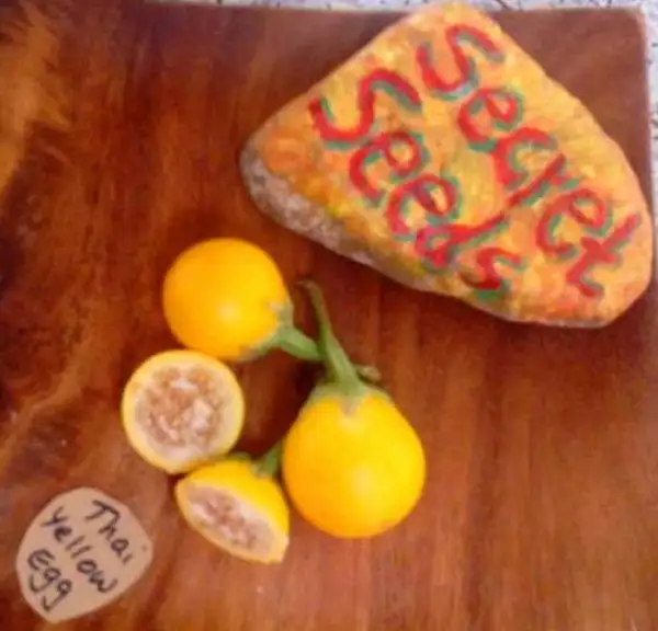 andere Gemüse: Thai Yellow Egg Aubergine