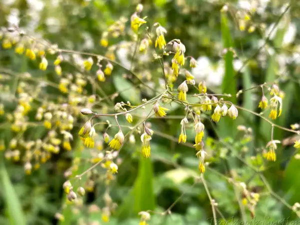 Stauden / Gehölz: Thalictrum minus ‣ ‣ ‣ ‣ ‣ ‣ ‣ Kleine Wiesenraute ‣ Lesser Meadow-rue