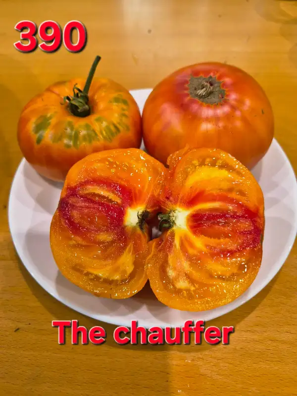 Tomaten: The chauffer