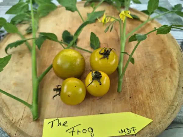 Tomaten: The Frog