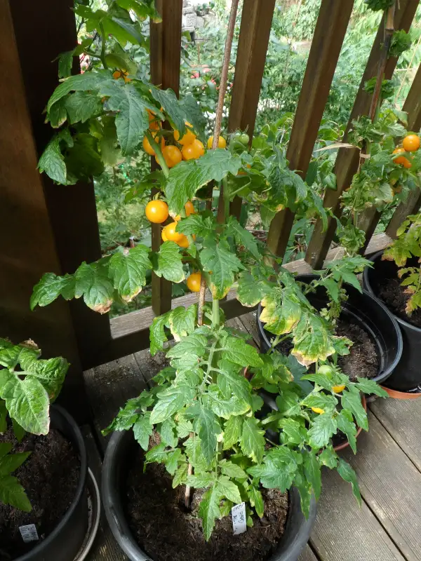 Tomaten: The Ghevici ( Kat# 2925 )